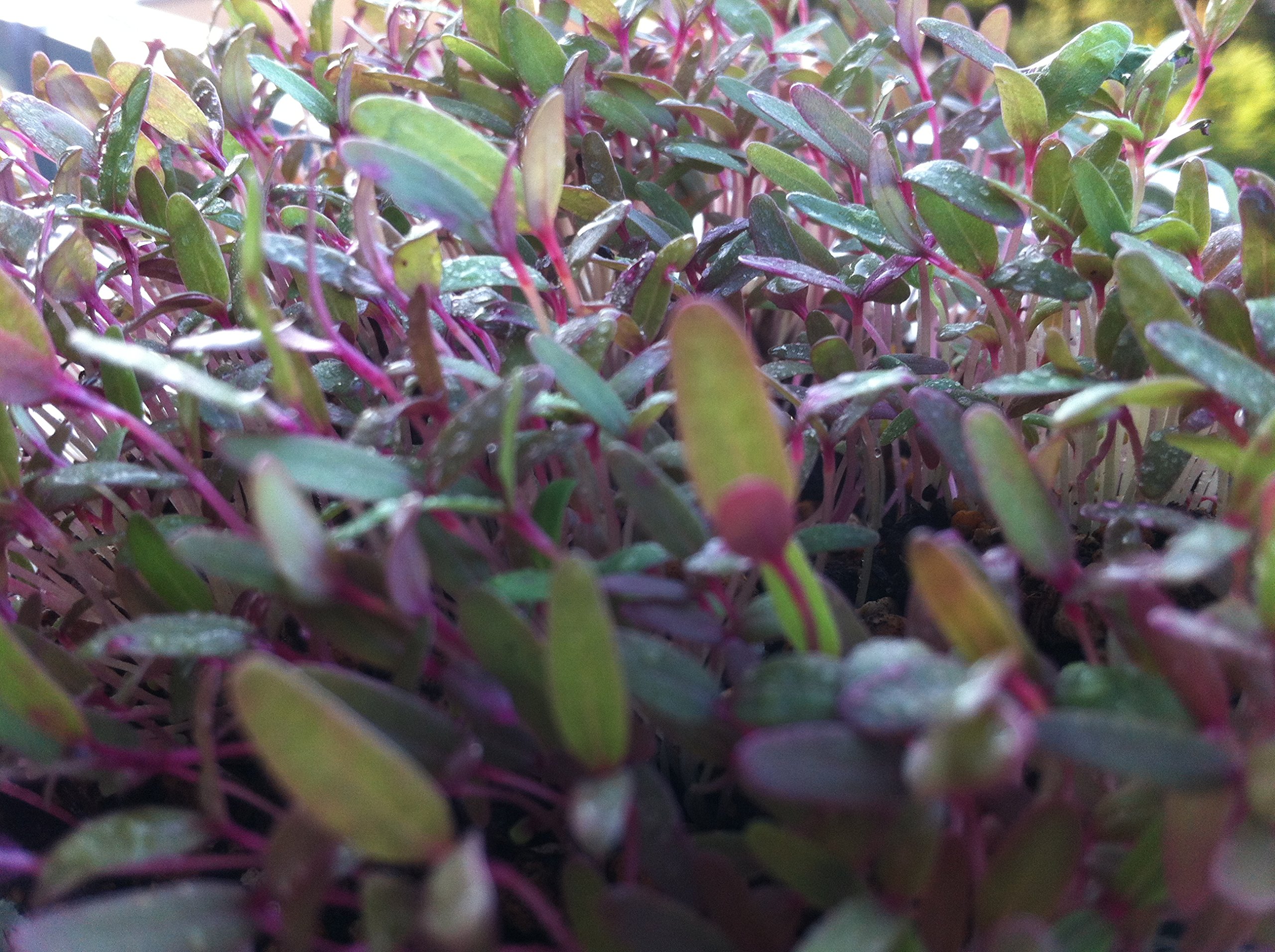 Organic Red Amaranth Heirloom Seeds - Non-GMO, 300 Count (1/4 Gram) for Home Gardening, Microgreens & Edible Landscaping - Premium Quality by Zellajake