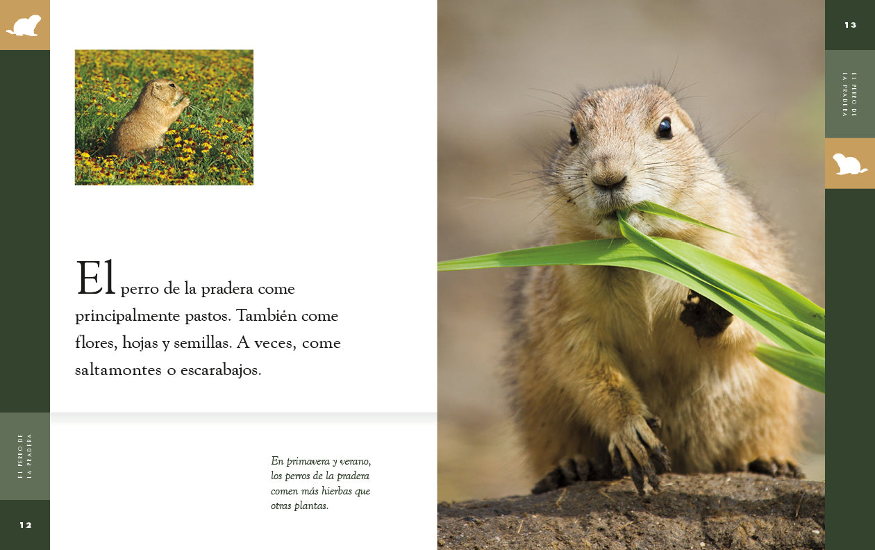 Prairie Dog Plush Toy - Cute Stuffed Animal for Kids, Gifts & Home Decor | Perfect for Playtime, Nursery & Collectors