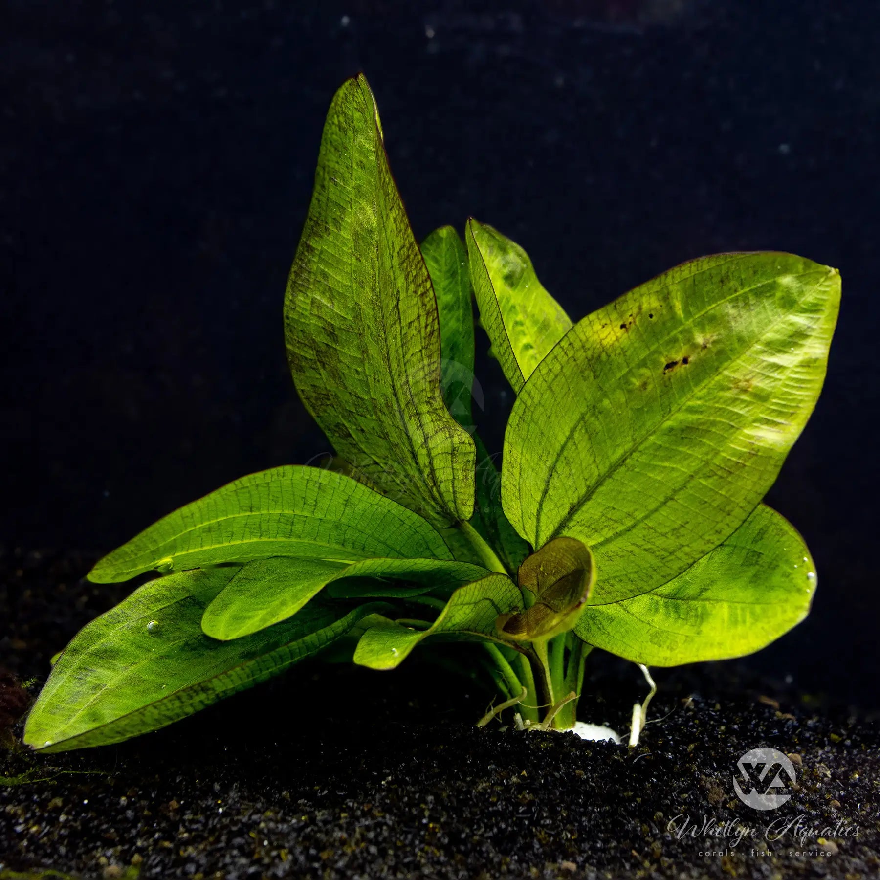 Fancy Twist Sword Echinodorus sp. - Live Aquatic Plant for Aquariums & Fish Tanks | Perfect for Freshwater Planted Tanks, Aquascaping & Decoration