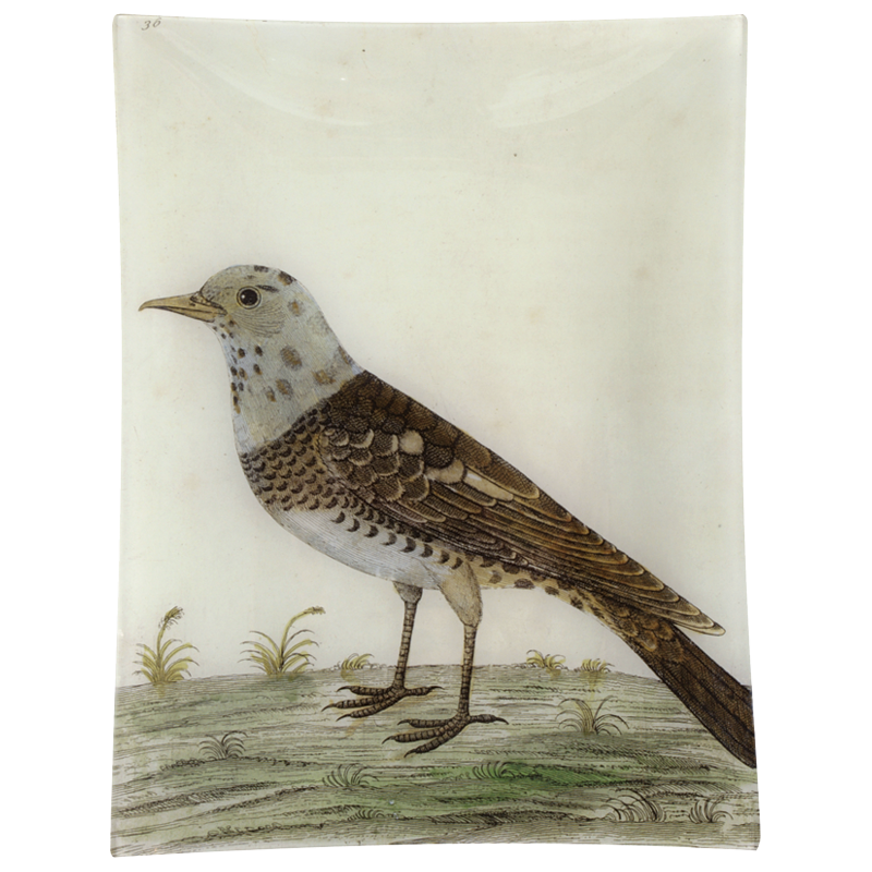 Pied Fieldfare Bird Figurine - Handcrafted Decorative Statue for Home & Garden Decor | Perfect for Ornithology Enthusiasts, Nature Lovers, and Unique Gift Ideas