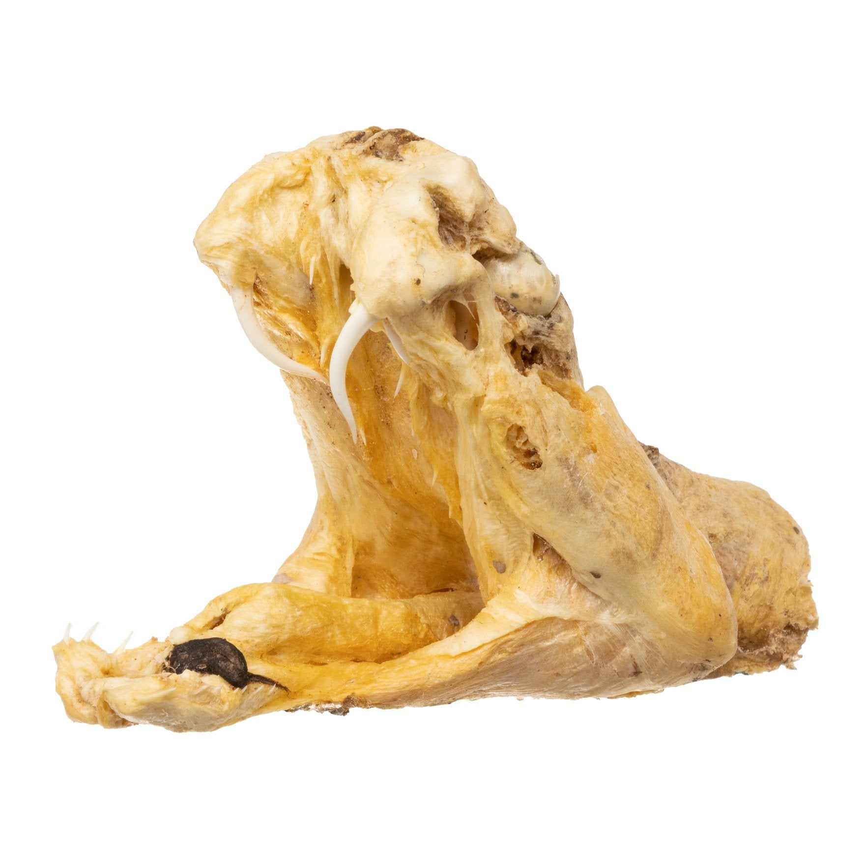 Preserved Rattlesnake Head - Authentic Taxidermy Specimen for Home Decor, Western Style, and Unique Gifts - Perfect for Halloween, Cabin Decor, and Oddity Collections