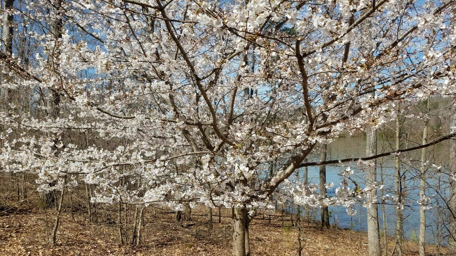 8 Unrooted Stella Red Sweet Cherry Tree Cuttings for Planting - Fresh Fruit Tree Scions for Grafting & Home Gardening | Perfect for Orchard Planting, Backyard Fruit Trees & DIY Horticulture Projects