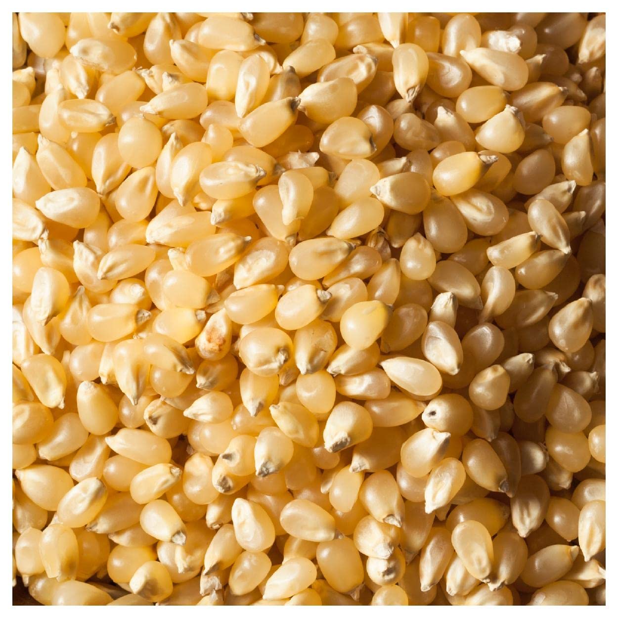 Everwilde Farms - 1/4 Lb Country Gentleman Open Pollinated Corn Seeds - Non-GMO Heirloom Variety for Home Gardening & Sustainable Farming - Perfect for Corn Mazes, Fresh Eating & Canning