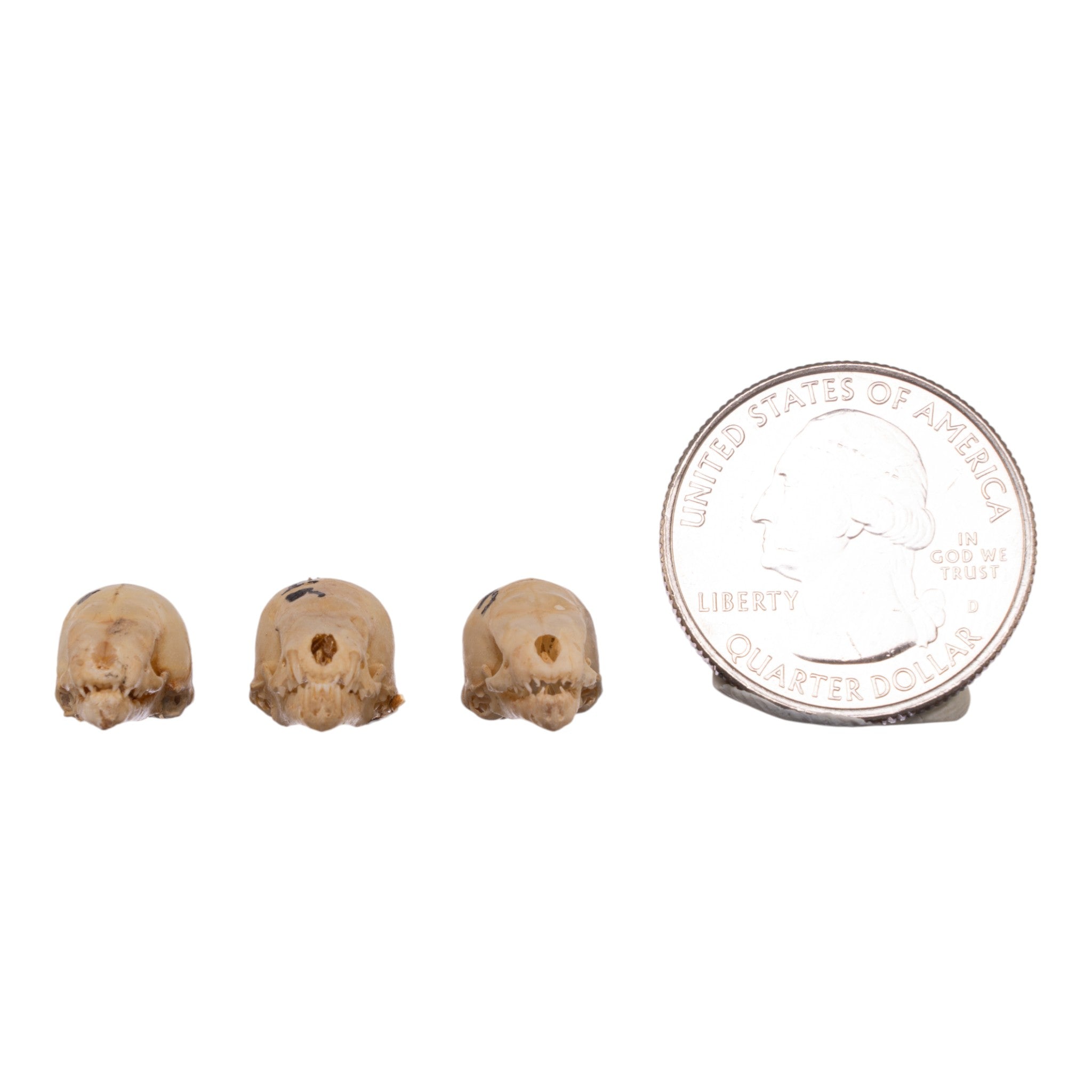 Authentic Seba's Short-Tailed Bat Skull Specimen - Real Bone Taxidermy for Science & Collectors | Perfect for Halloween Decor, Gothic Display & Biology Education