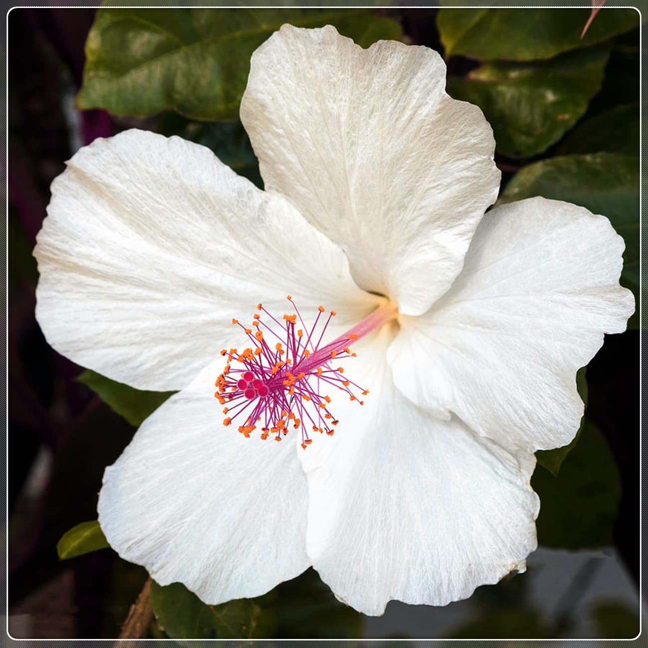 5-Pack Hardy Perennial Hibiscus Plants - Ready to Grow in Flower Pots, Year-Round Blooming Hibiscus for Gardens & Patios - Perfect Hibiscus Gift Set for Home Decor & Landscaping