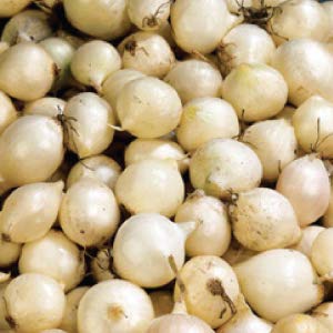 20 Sweet White Ebenezer Onion Bulbs - Non-GMO Onion Sets for Home Gardening, Fresh Vegetables & Cooking | Perfect for Soups, Salads, and Homegrown Organic Gardens