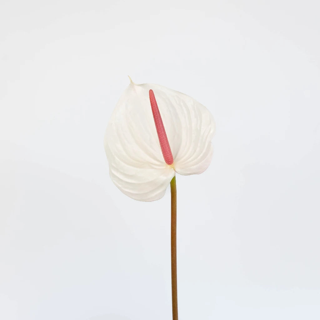 Anthurium Seashell White Tropical Flower - Exotic Live Houseplant for Home & Office Decor - Perfect for Indoor Gardens, Wedding Centerpieces, and Gift Ideas
