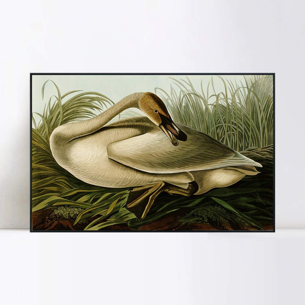 INVIN ART Framed Canvas Giclee Print - Trumpeter Swan by John James Audubon - Premium Wall Art for Living Room & Home Office Decor (Black Slim Frame, 24x32 Inches) - Perfect for Nature Lovers & Classic Interior Design