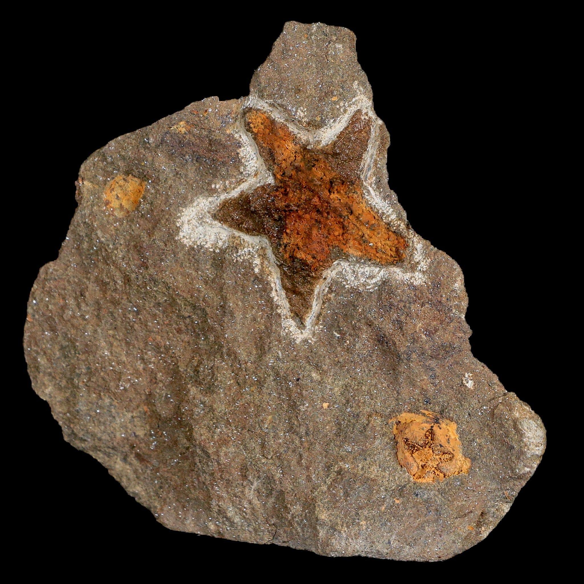 32MM Brittlestar Petraster Starfish Fossil - Ordovician Age Blekus Morocco with COA - Perfect for Collectors, Home Decor & Educational Displays