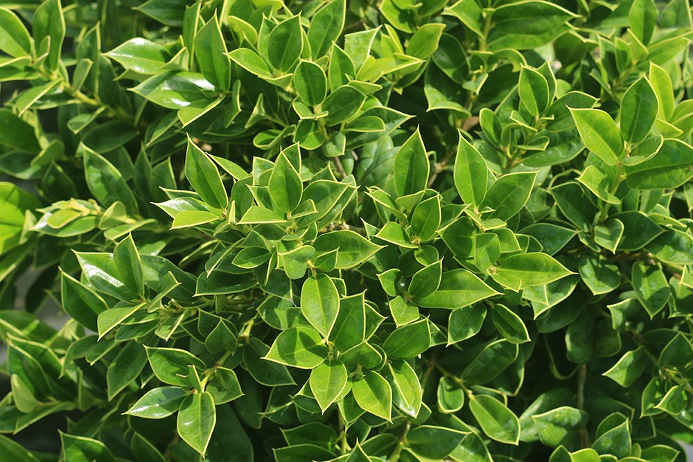 Carissa Holly Live Plant - 3 Gallon Size with Special Blend Fertilizer & Planting Guide - Perfect for Landscaping, Hedges, and Garden Decor