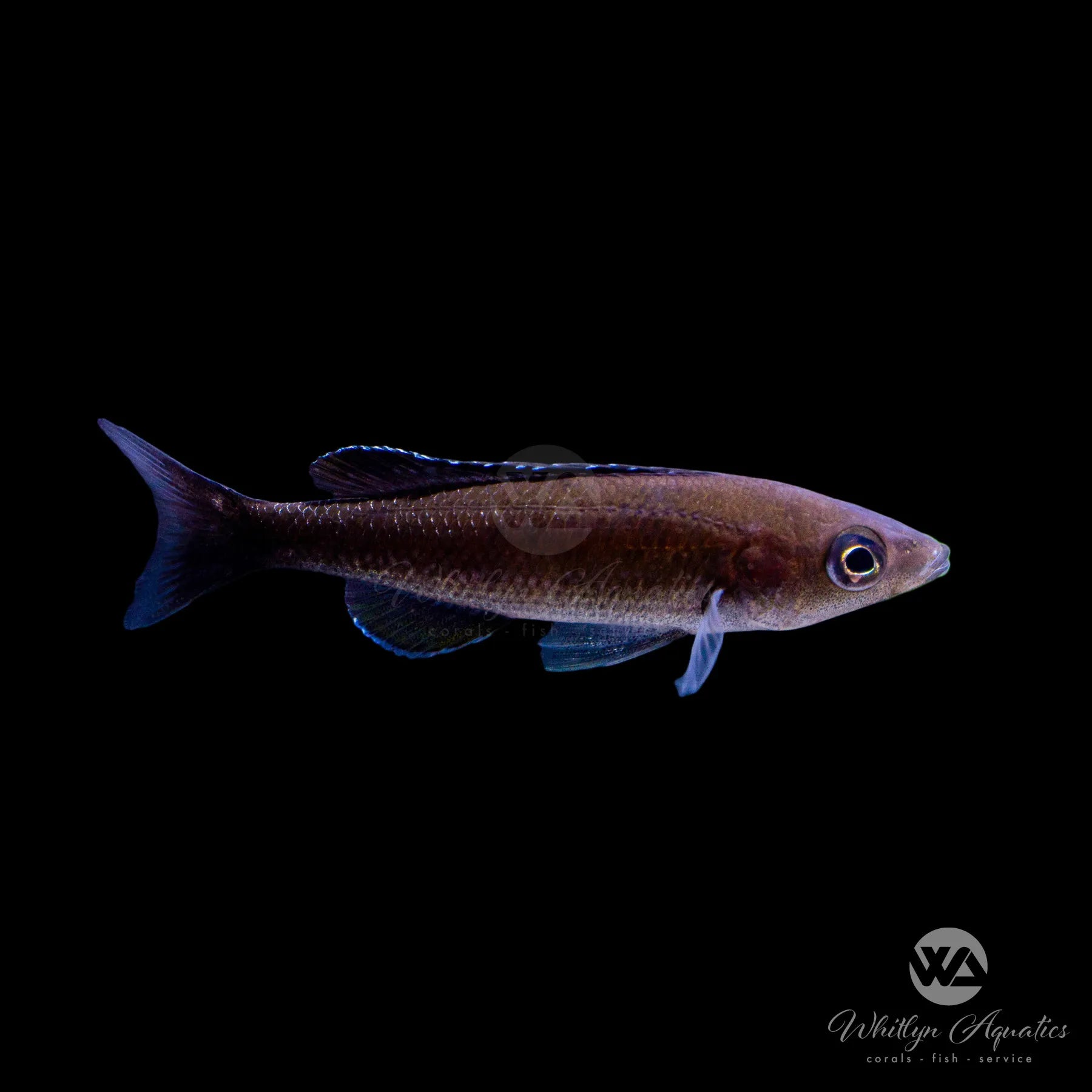 Premium Black Finned Slender Cichlid (Cyprichromis leptosoma) - African Cichlid Fish for Aquarium & Tropical Fish Tanks