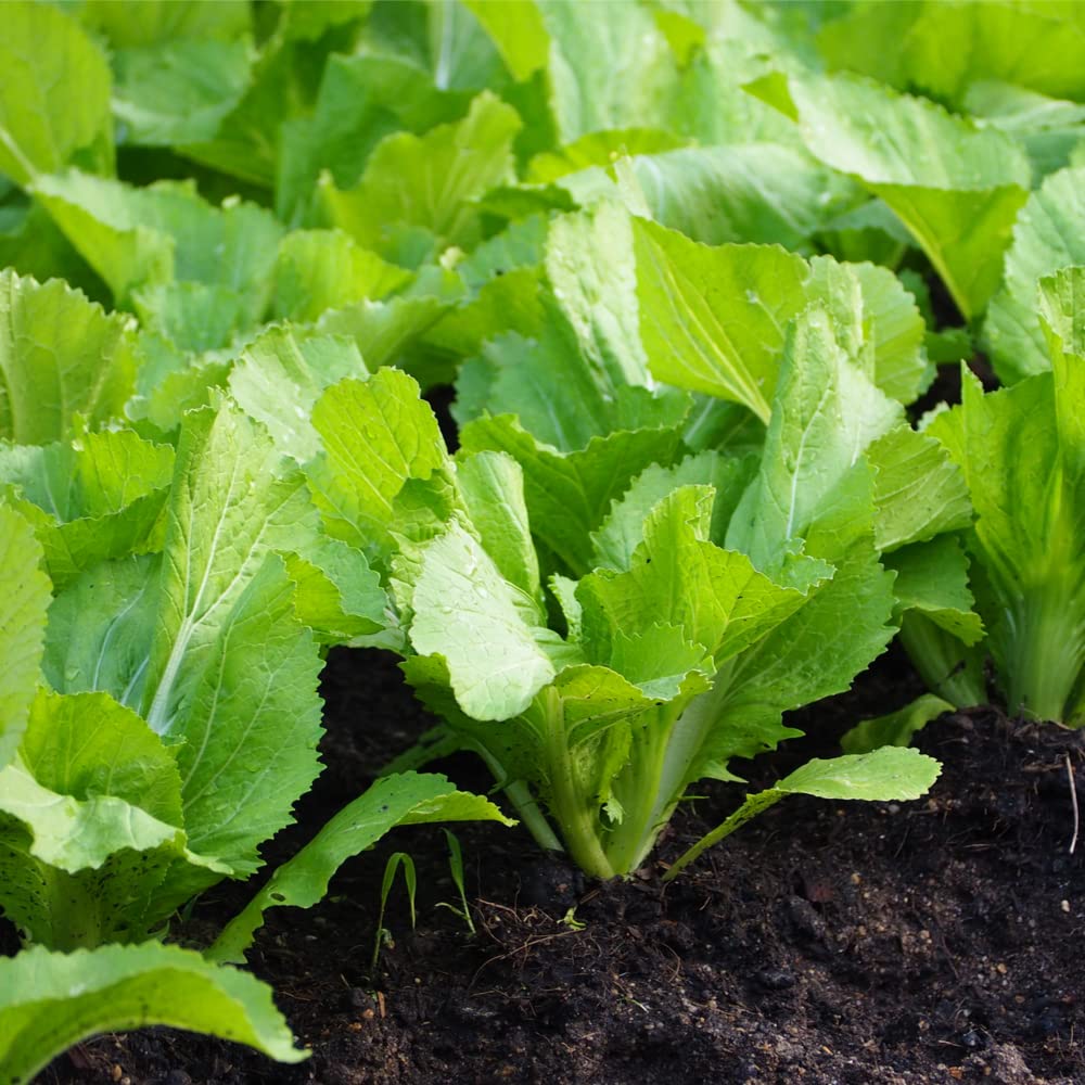 Florida Broadleaf Mustard Greens Seeds - 1000 Non-GMO Seeds for Planting - Fast Growing, Heirloom Variety - Perfect for Home Gardens, Salads & Stir-Fry Dishes