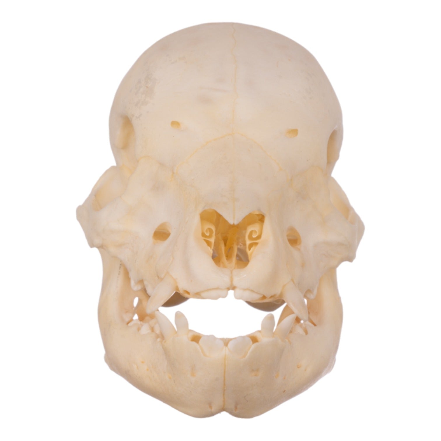Real Domestic Pig Skull Juvenile - Authentic Animal Specimen for Science Study, Halloween Decor & Taxidermy Projects - Perfect for Educational Displays, Spooky Home Decor & Oddity Collections