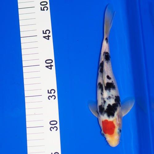 Tancho Bekko Koi Fish 7-8 Inches - Premium Japanese Koi for Ponds & Aquariums | Perfect for Outdoor Garden Ponds, Water Features & Koi Collections