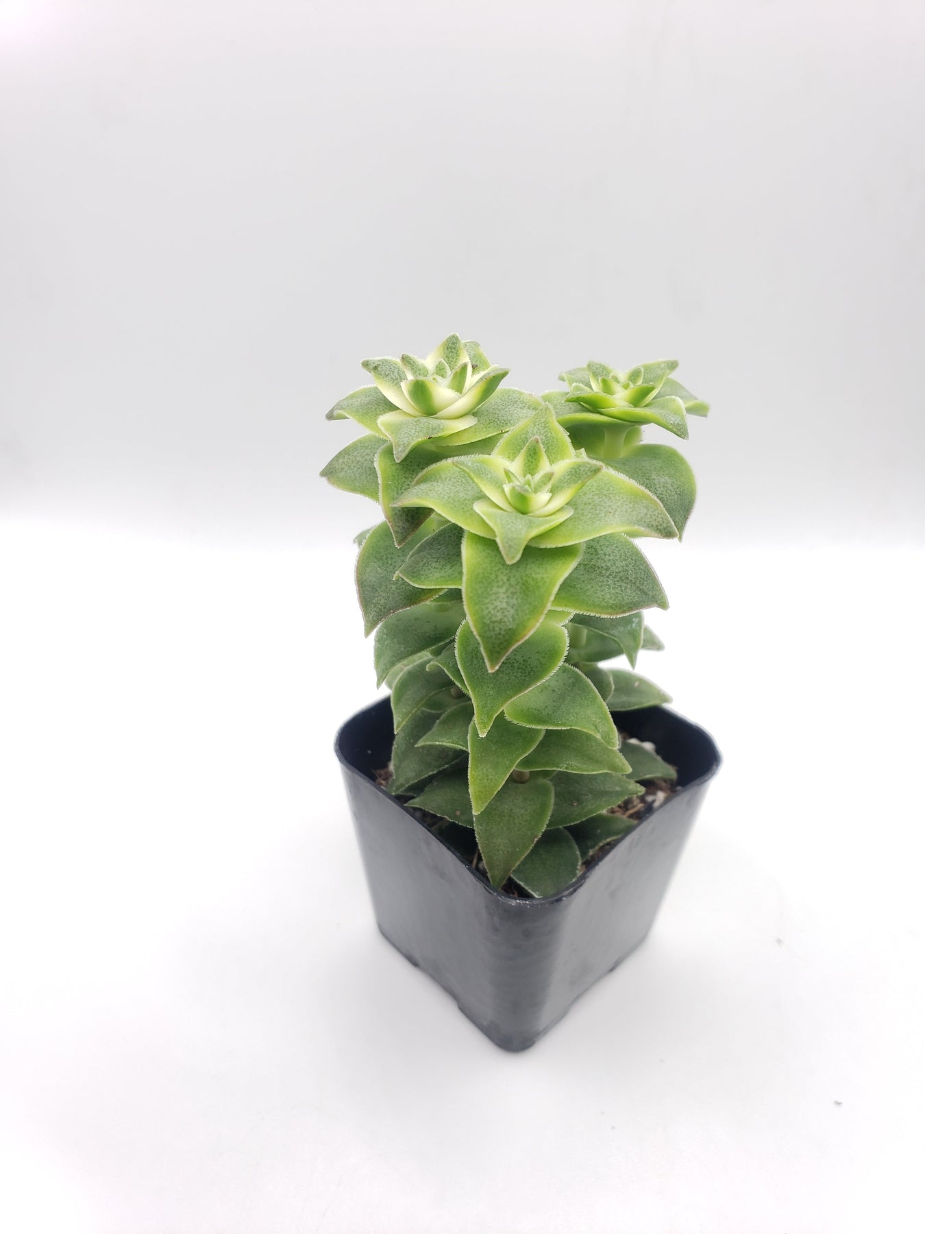 #72 Perforata Variegata - Rare Succulent Plant for Home & Office Decor | Perfect for Indoor Gardens, Terrariums, and Gift Ideas