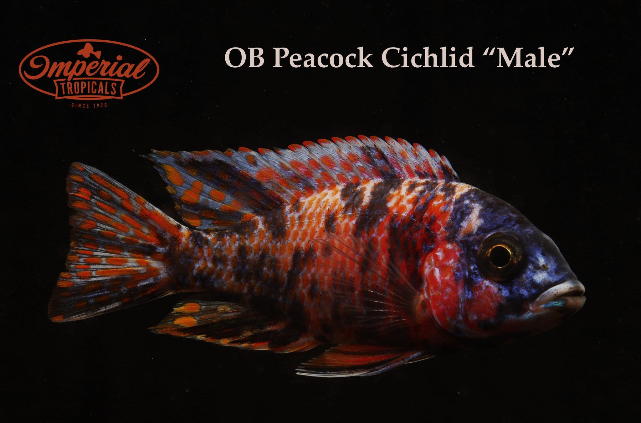 Beautiful OB Peacock Aulonocara Cichlid Fish for Aquariums - Perfect for African Cichlid Tanks & Home Aquascaping