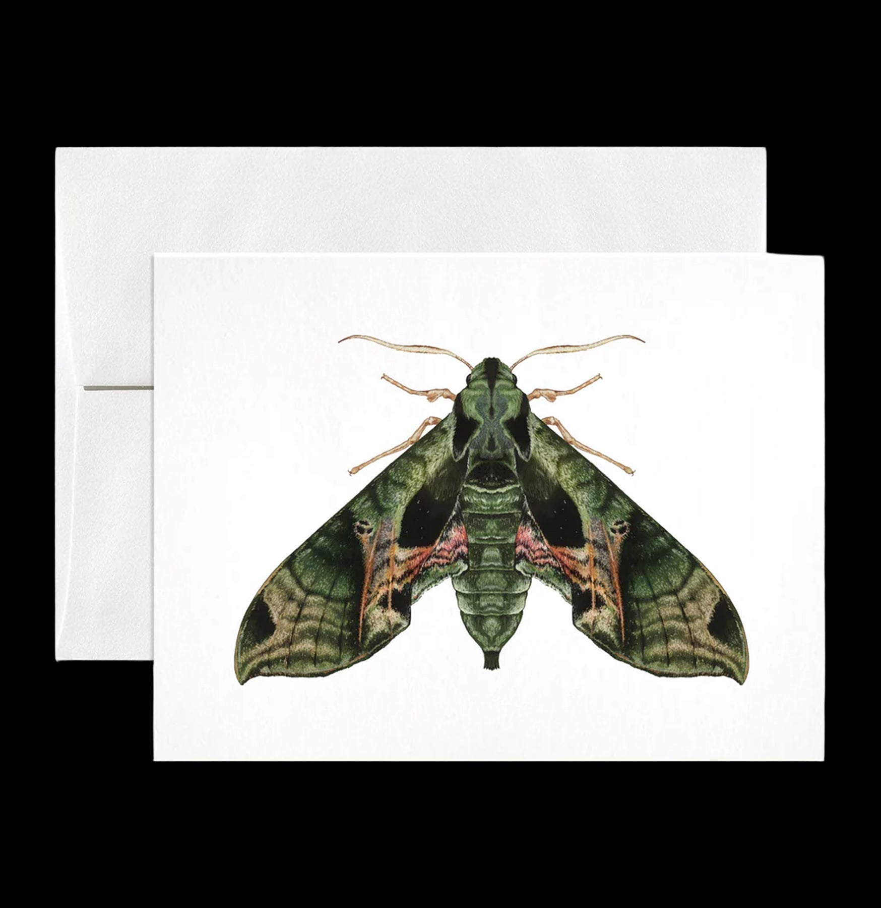Pandora Sphinx Moth Greeting Card - Beautiful Nature-Inspired Stationery for Birthdays, Thank You Notes & Special Occasions