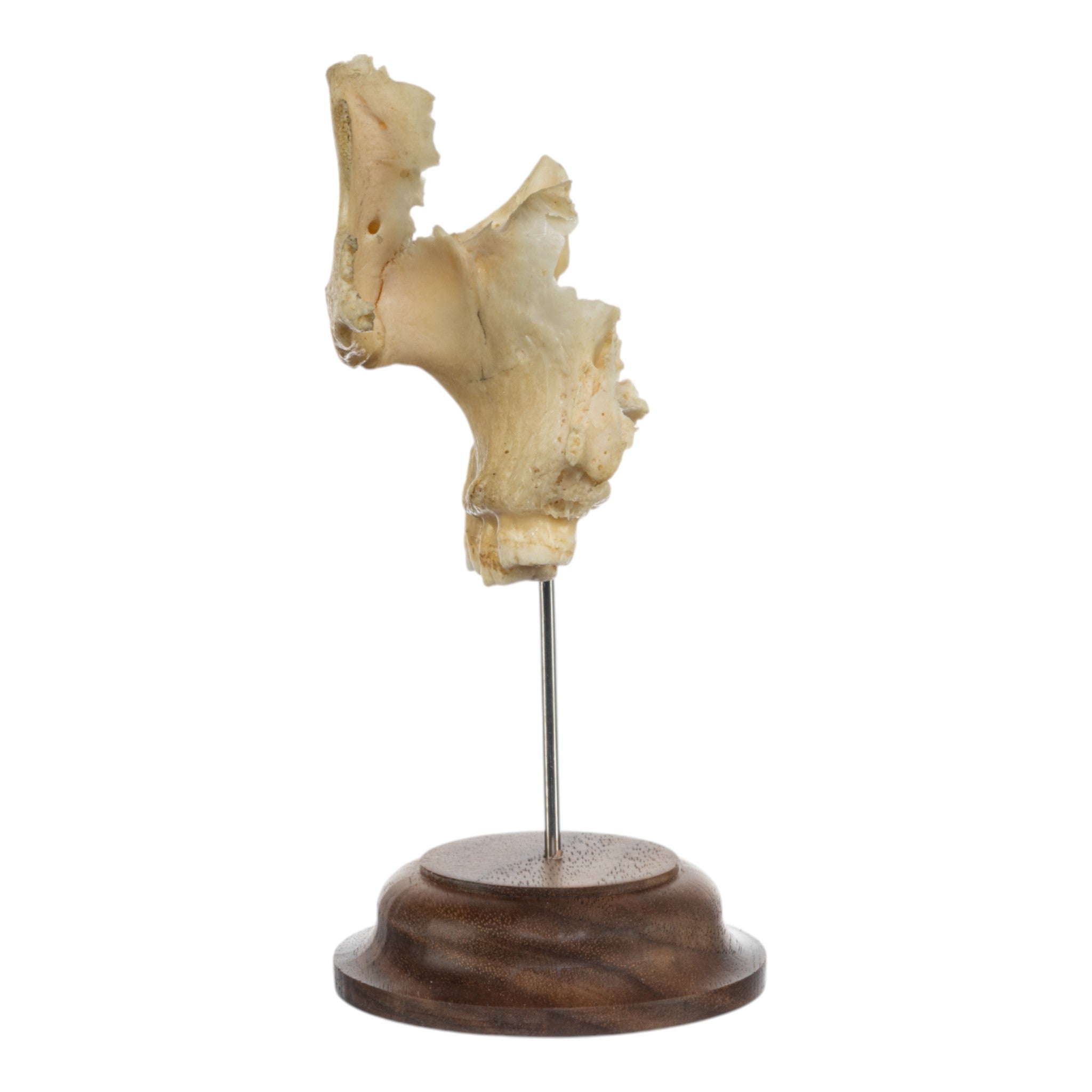 Real Human Maxillary Bone on Stand - Anatomical Model for Medical Education, Dental Study & Science Classroom Display