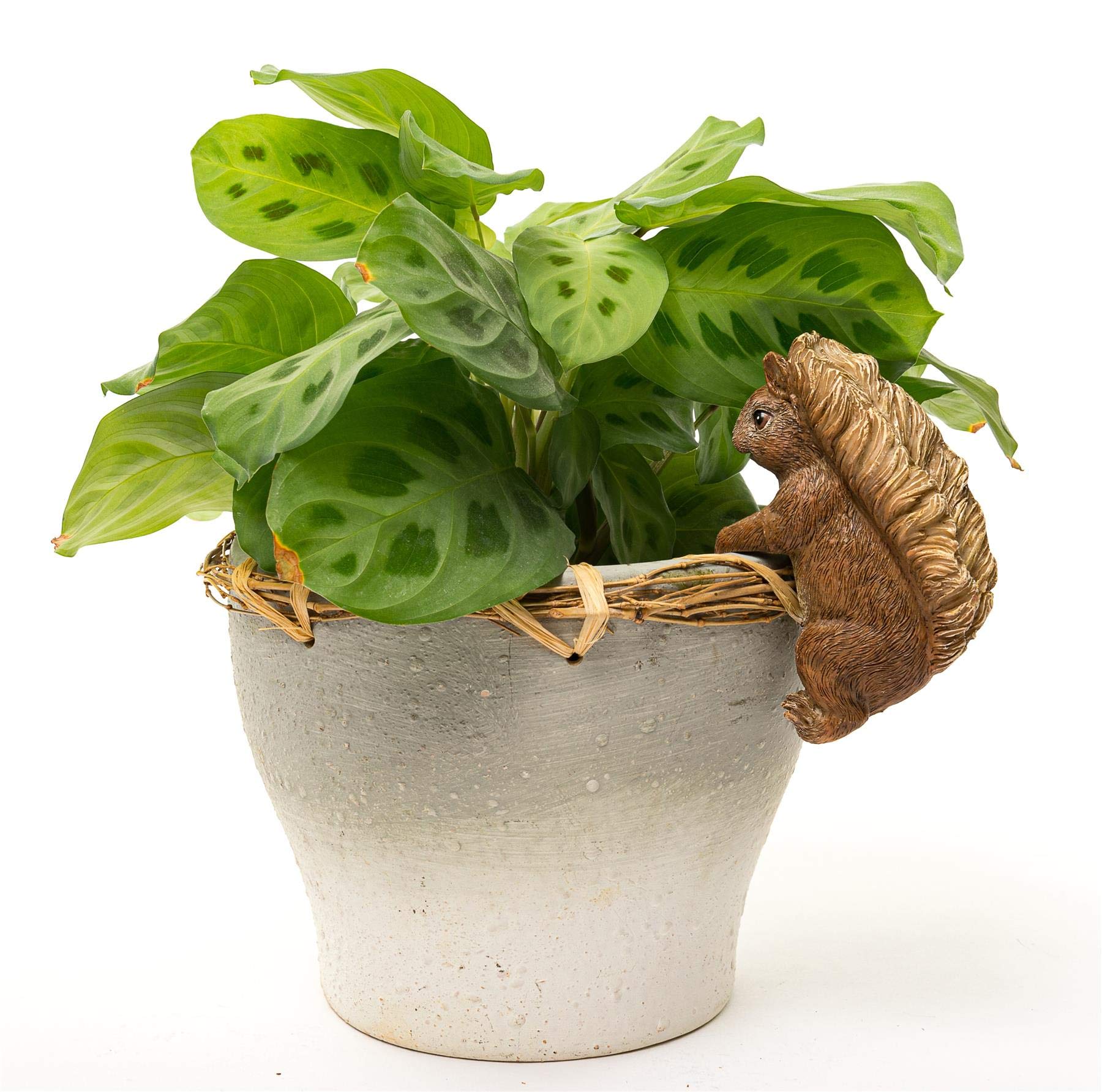 Beatrix Potter Squirrel Nutkin Pot Buddy - Licensed Ceramic Plant Pot Hanger for Indoor/Outdoor Gardens, Perfect for Flower Pots & Herb Planters