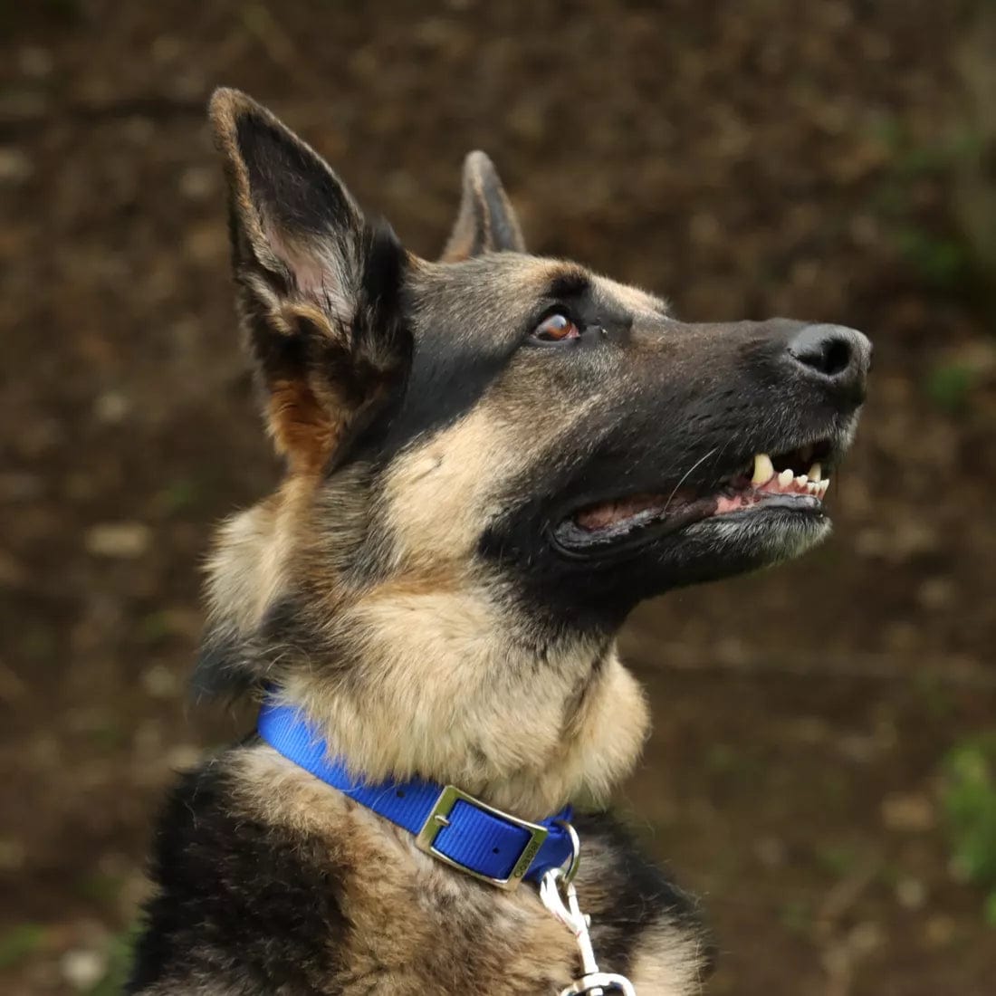 Premium Coastal Single Ply Dog Collar - Durable & Comfortable Pet Collar for Small to Medium Dogs - Perfect for Beach Walks & Outdoor Adventures