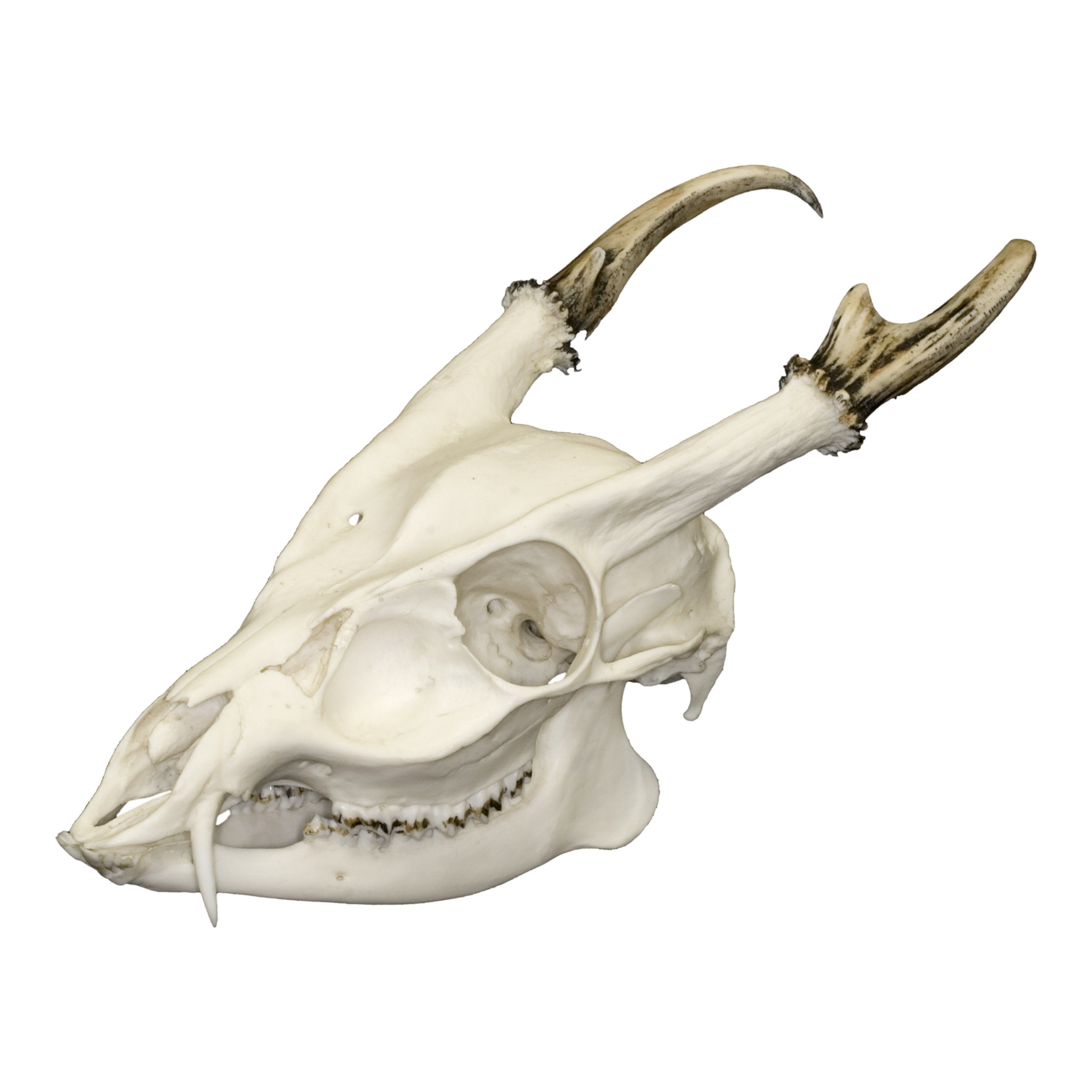 Replica Reeve's Muntjac Skull - Lifelike Animal Skull Replica for Home Decor, Gothic Display, and Educational Use