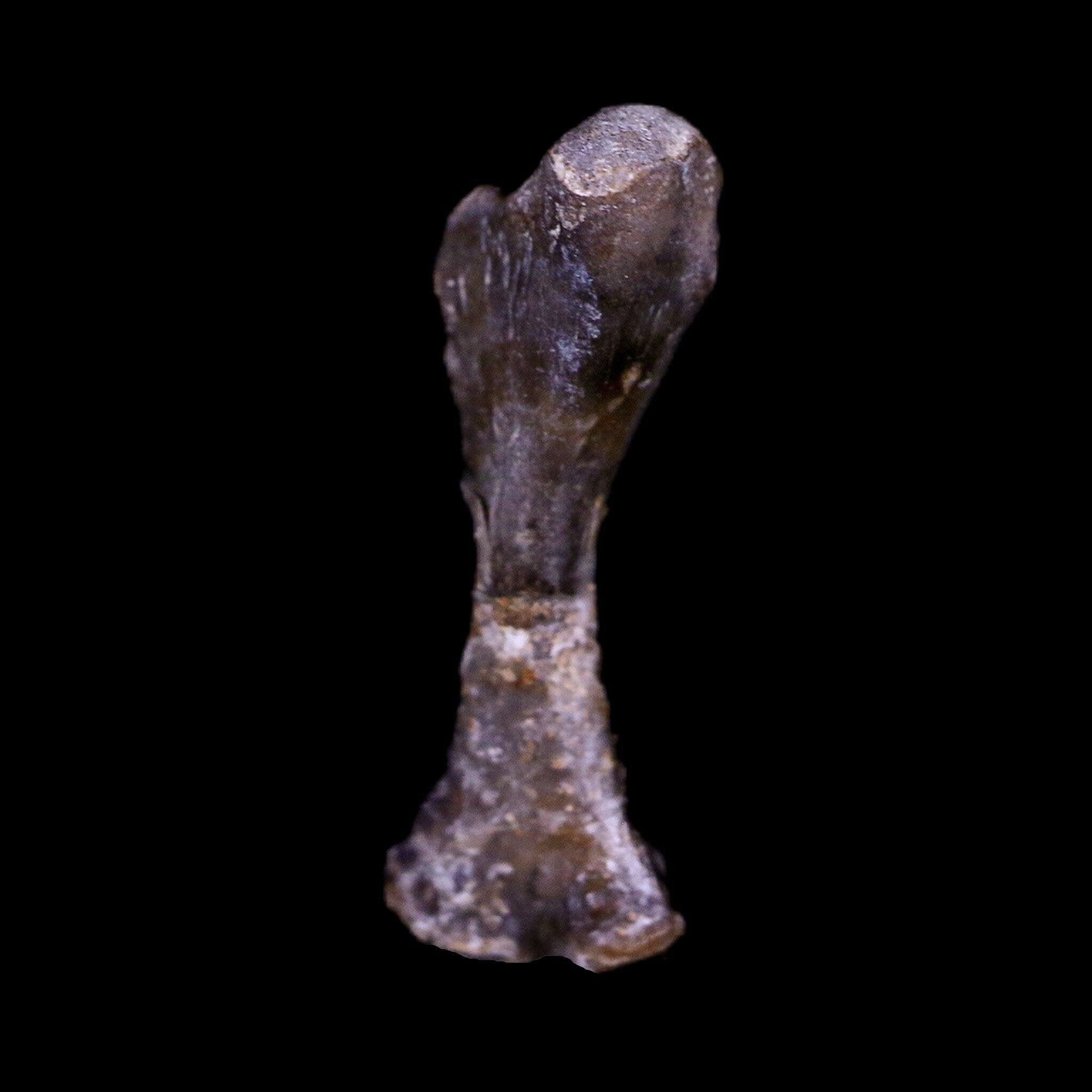 Authentic Captorhinus Aguti Fossil Femur Bone - Permian Age Reptile (299 Million Years Old) with COA - Perfect for Paleontology Displays, Educational Collections & Fossil Enthusiasts