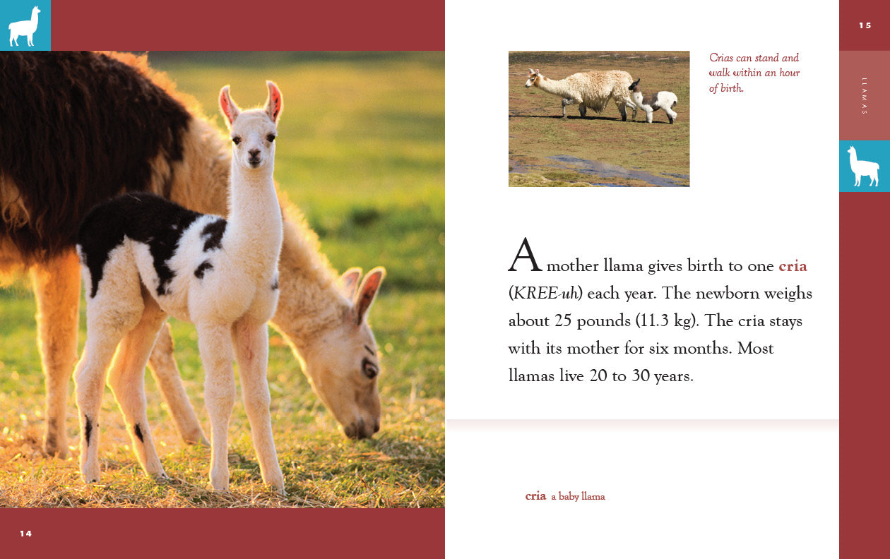 Llamas Book 9781640265684 - Learn About Llamas, Their Habitat & Behavior - Perfect for Animal Lovers & Kids Educational Reading