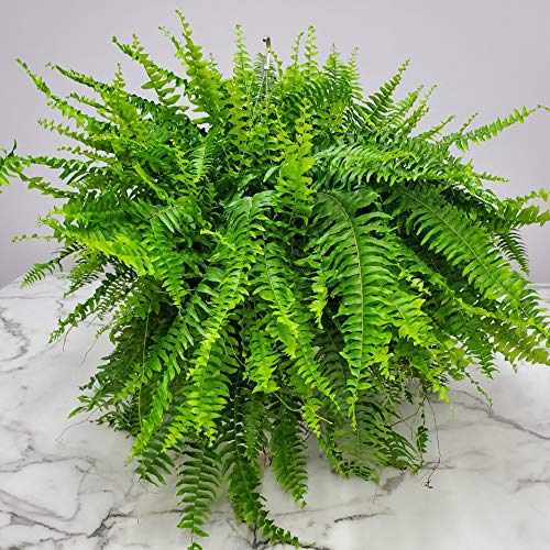 Live Boston Fern Hanging Basket Plant - 10