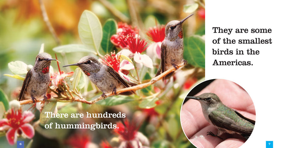 Hummingbirds Book - ISBN 9781608187379 - Perfect for Bird Watching & Nature Lovers