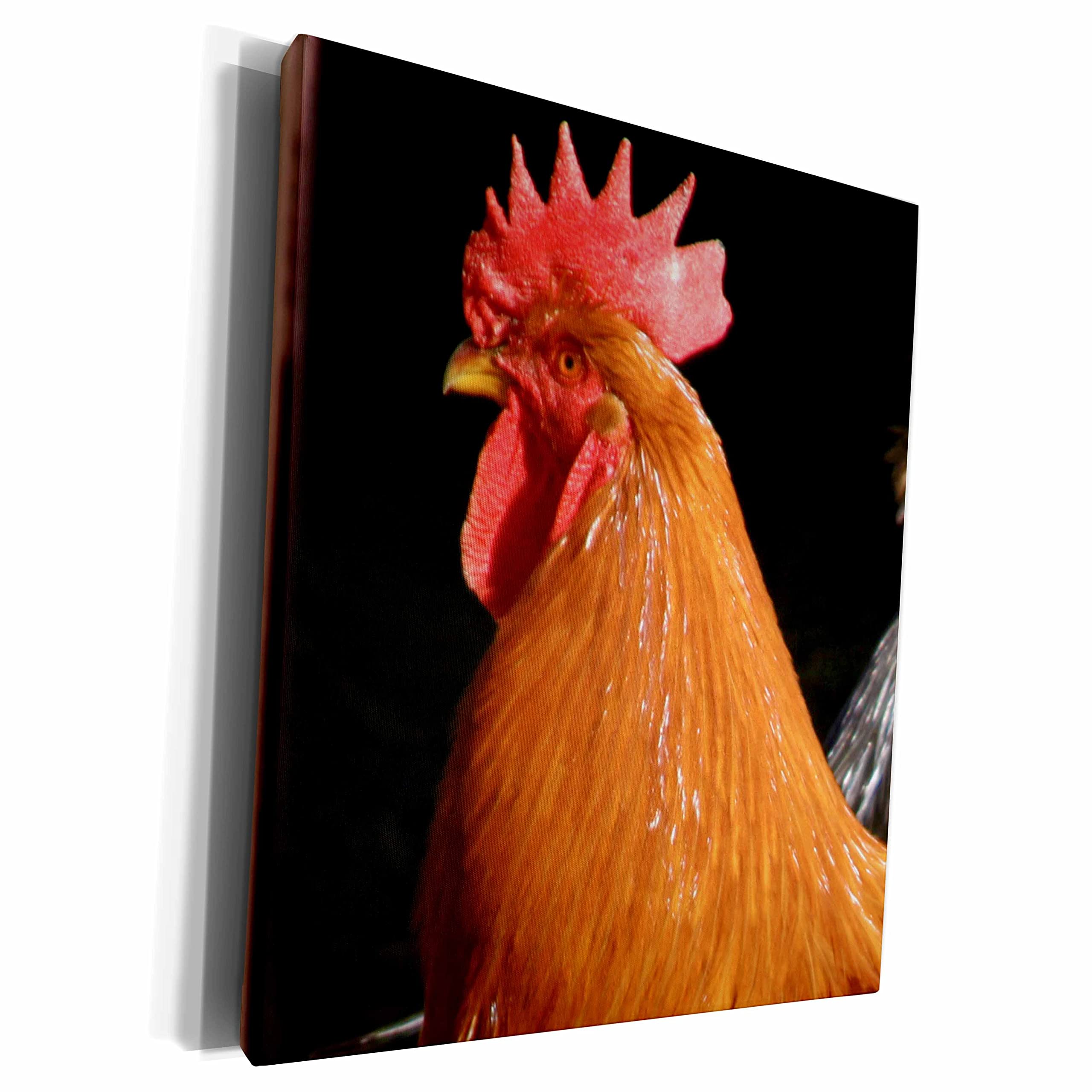 Premium Museum-Grade Canvas Wrap - Red Rooster Face Farm Animal Wall Art - High-Resolution Photography Print by Sanders Photography - Perfect for Home Decor, Living Room, Office & Farmhouse Style Interiors
