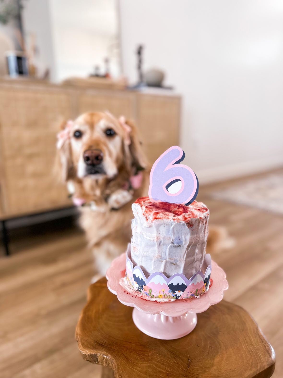 Wheat-Free Dog Birthday Cake Mix - Bone Broth & Peanut Butter Flavors for Puppies & Large Dogs | Easy Bake or Microwave Treat | Limited Ingredients | Made in USA | Perfect for Birthday Celebrations & Special Occasions