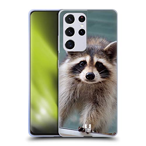 Baby Raccoon
