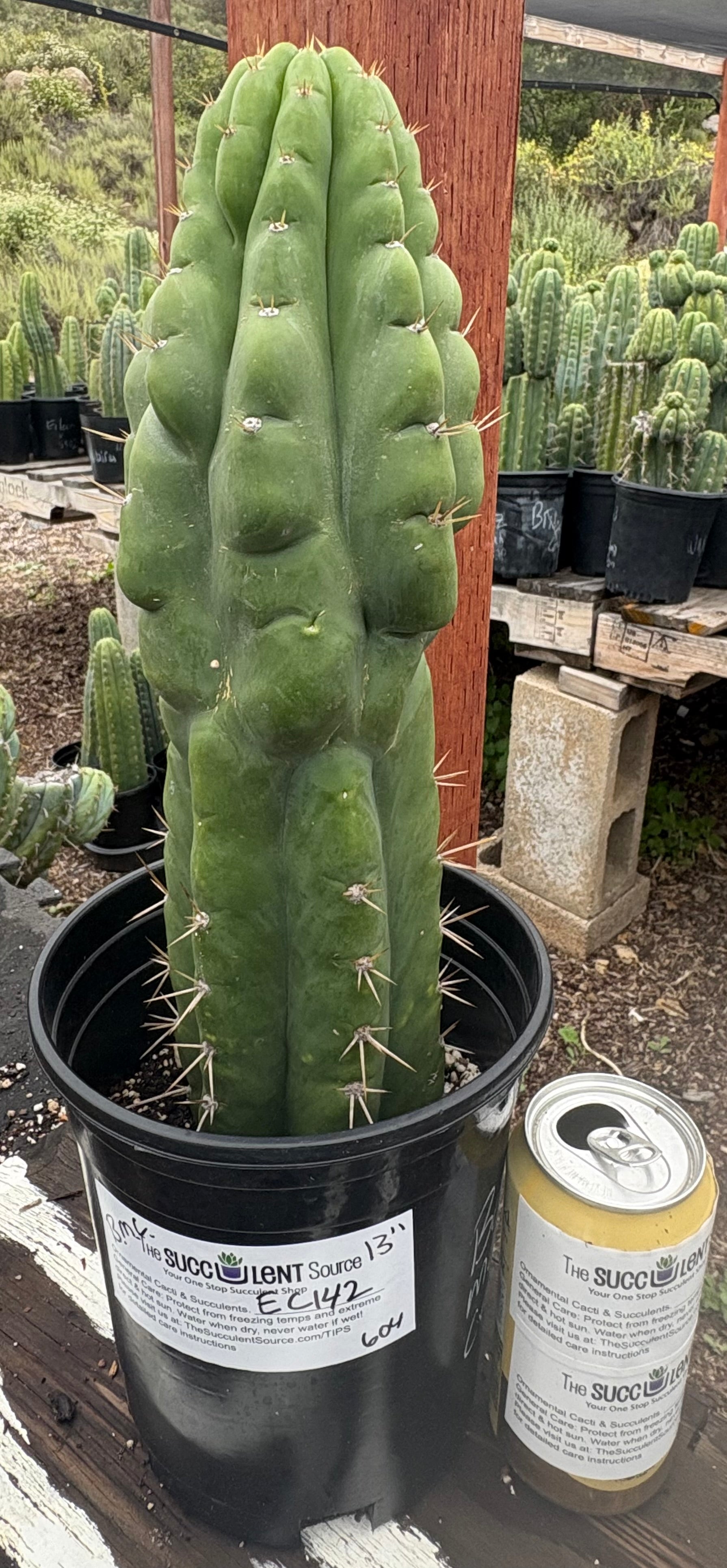 EC142 EXACT Trichocereus Bob’s Monstrose Creation BMC Cactus - 13 Inch Rare Succulent Plant for Home Decor, Office Desk, or Garden Collection