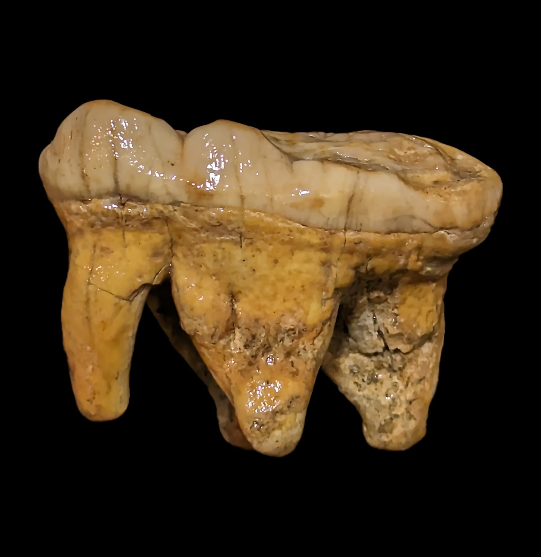 Authentic Fossilized Cave Bear Molar Tooth - Genuine Ice Age Relic for Collectors, Paleontology Study & Unique Home Decor