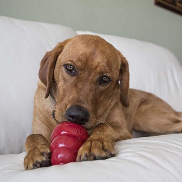 Premium KONG Liver Dog Treats - Natural & Healthy Training Rewards for Small & Large Dogs - Perfect for Training, Chewing & Dental Health