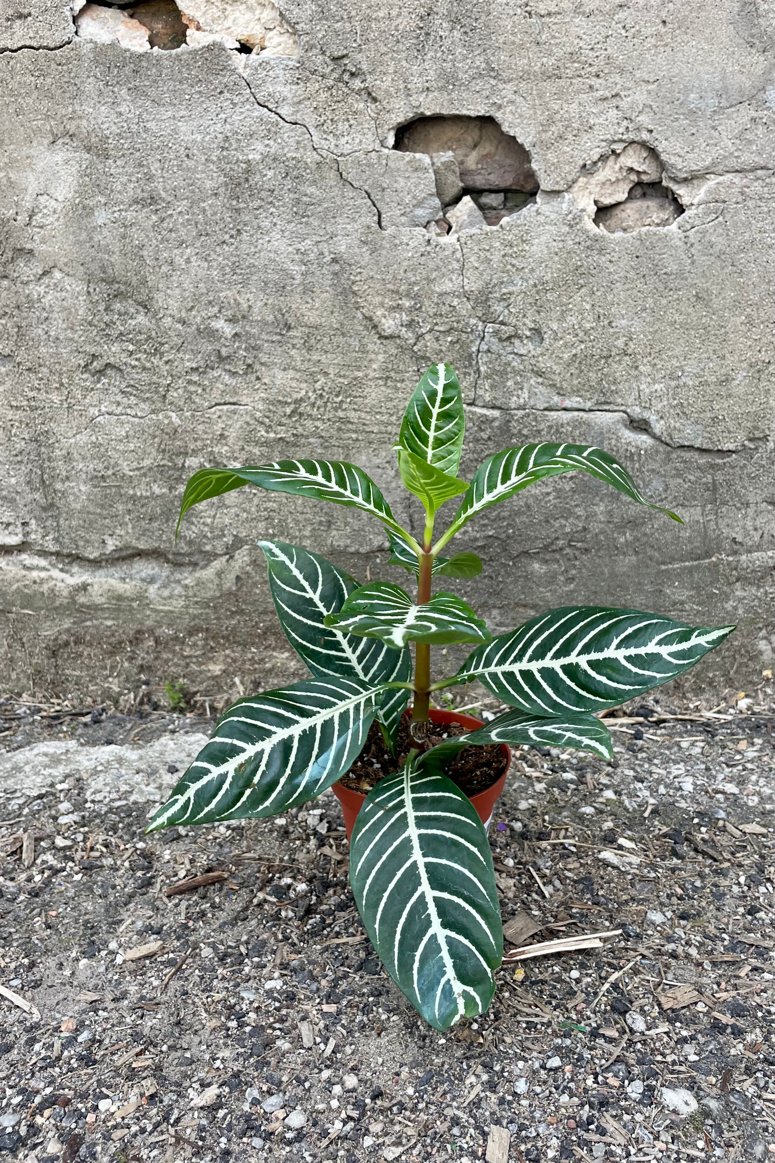 Aphelandra Squarrosa Zebra Plant - 4