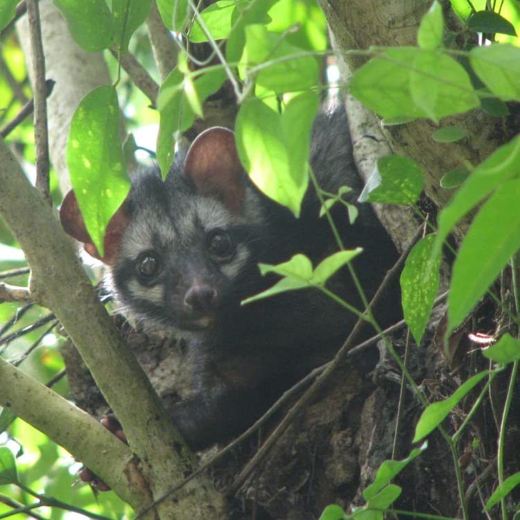 Premium Wild Kopi Luwak Coffee Beans - Authentic Sumatra Civet Cat Coffee, 100% Arabica Whole Bean (125g Tin Can) - Perfect for Gourmet Coffee Lovers & Unique Gift Ideas