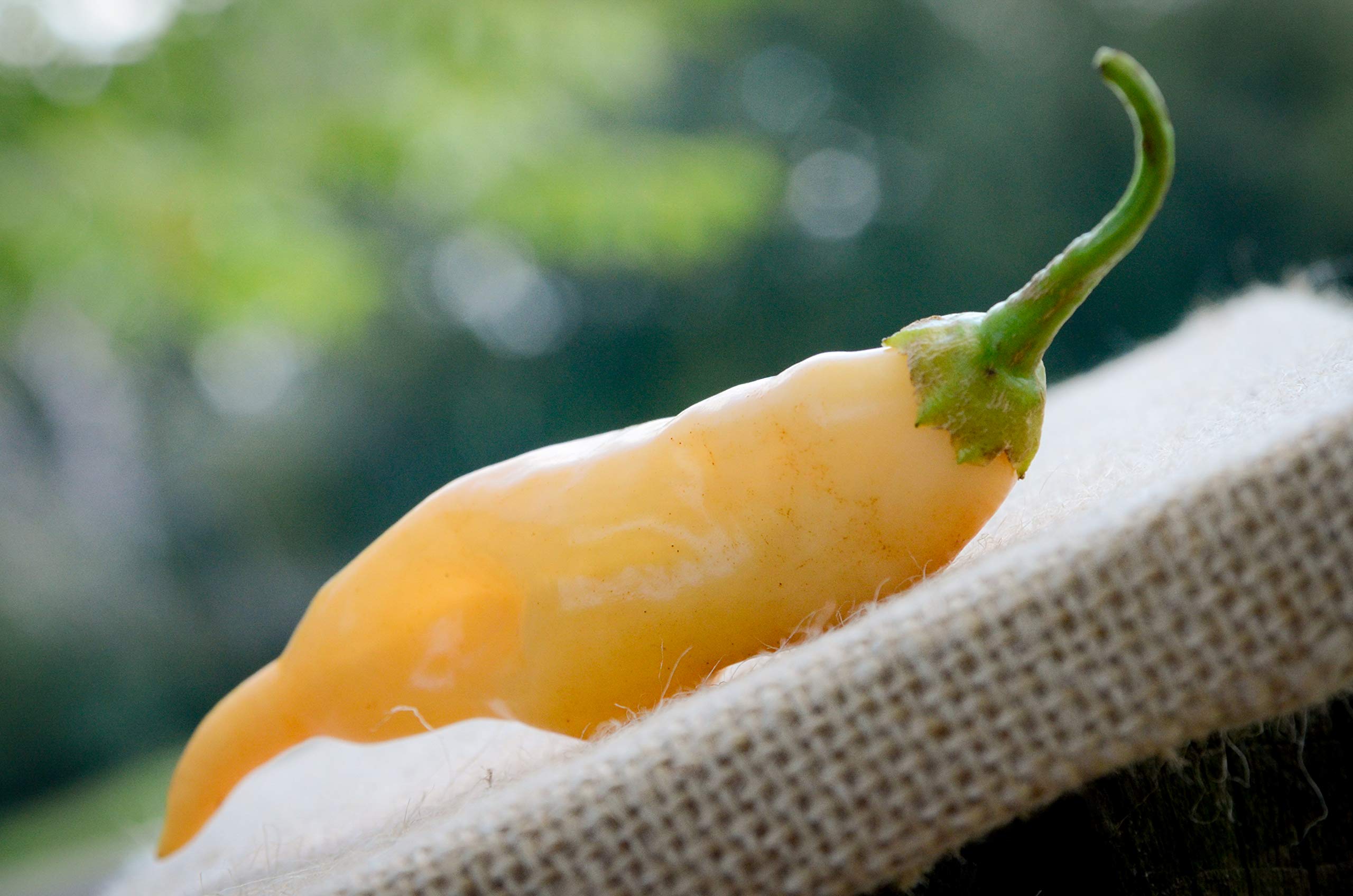 Premium Sugar Rush Malawi Piquante Heirloom Pepper Seeds for Planting - Hot Chili Pepper Variety Packet - Perfect for Home Gardening, Cooking & Spicy Food Lovers