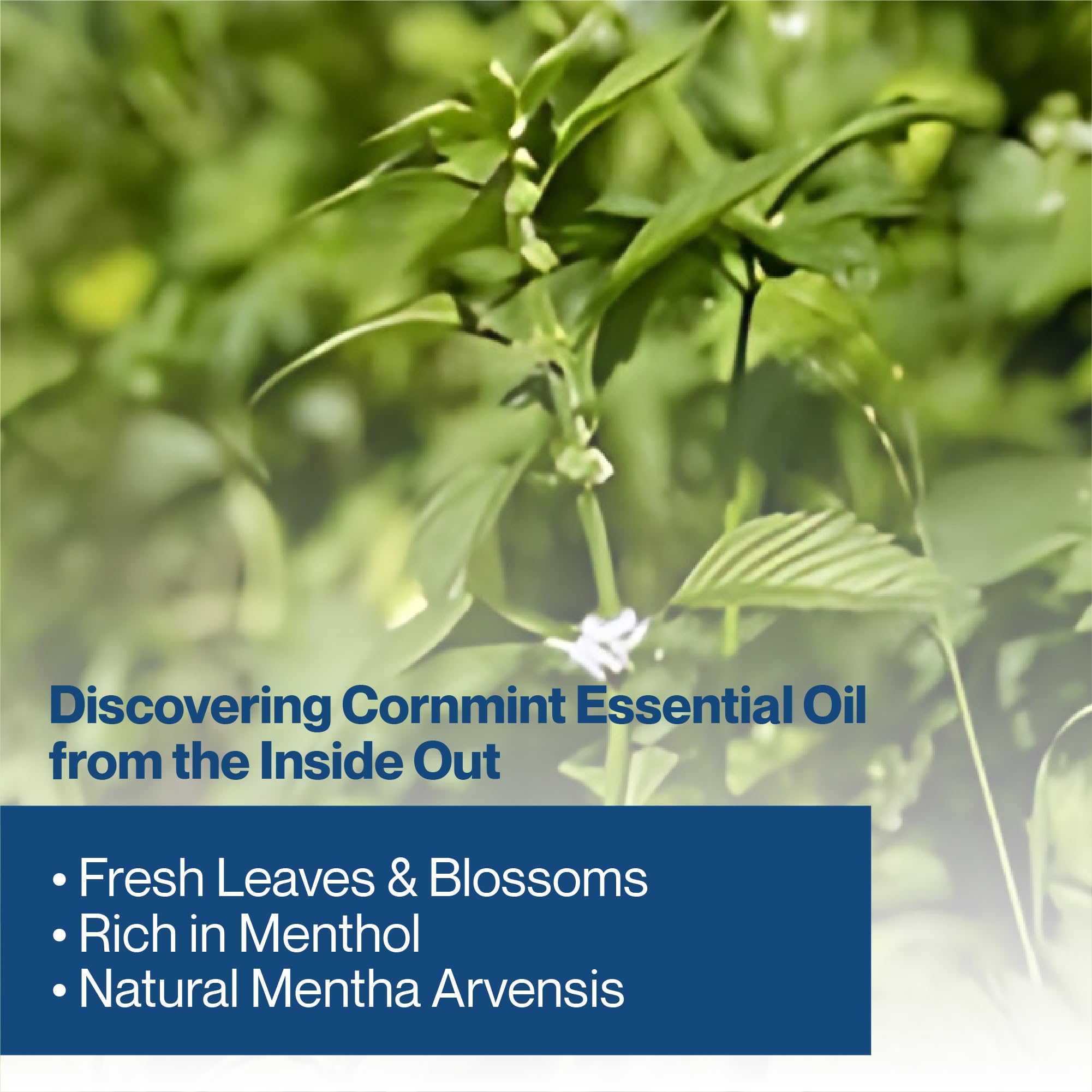 100% Pure & Natural Cornmint Essential Oil for Aromatherapy - Refreshing Minty Scent, Home Diffuser Oil, Skincare Ingredient - 8oz Bottle, Sourced from India - Perfect for Relaxation, Stress Relief & Room Freshening
