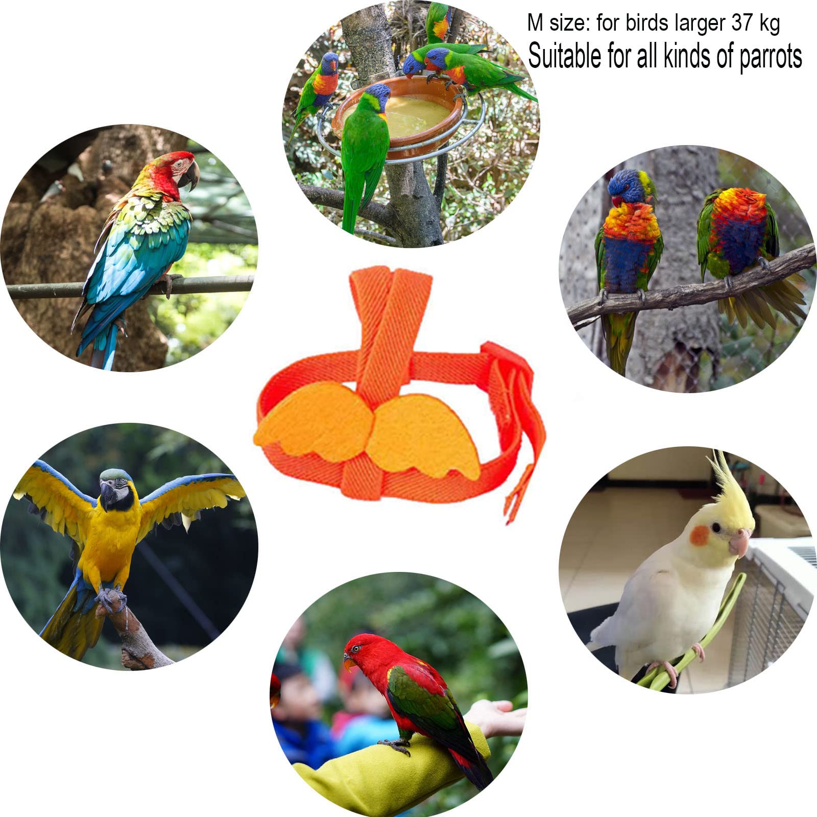 2PCS Adjustable Parrot Harness & Leash Set for Small Birds Under 37g - Secure Flight Training & Outdoor Adventure Gear for Parrots, Parakeets, Cockatiels - Perfect for Park Walks, Backyard Flying & Travel Safety