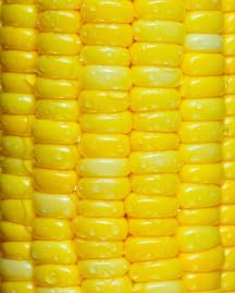 Food Golden Corn