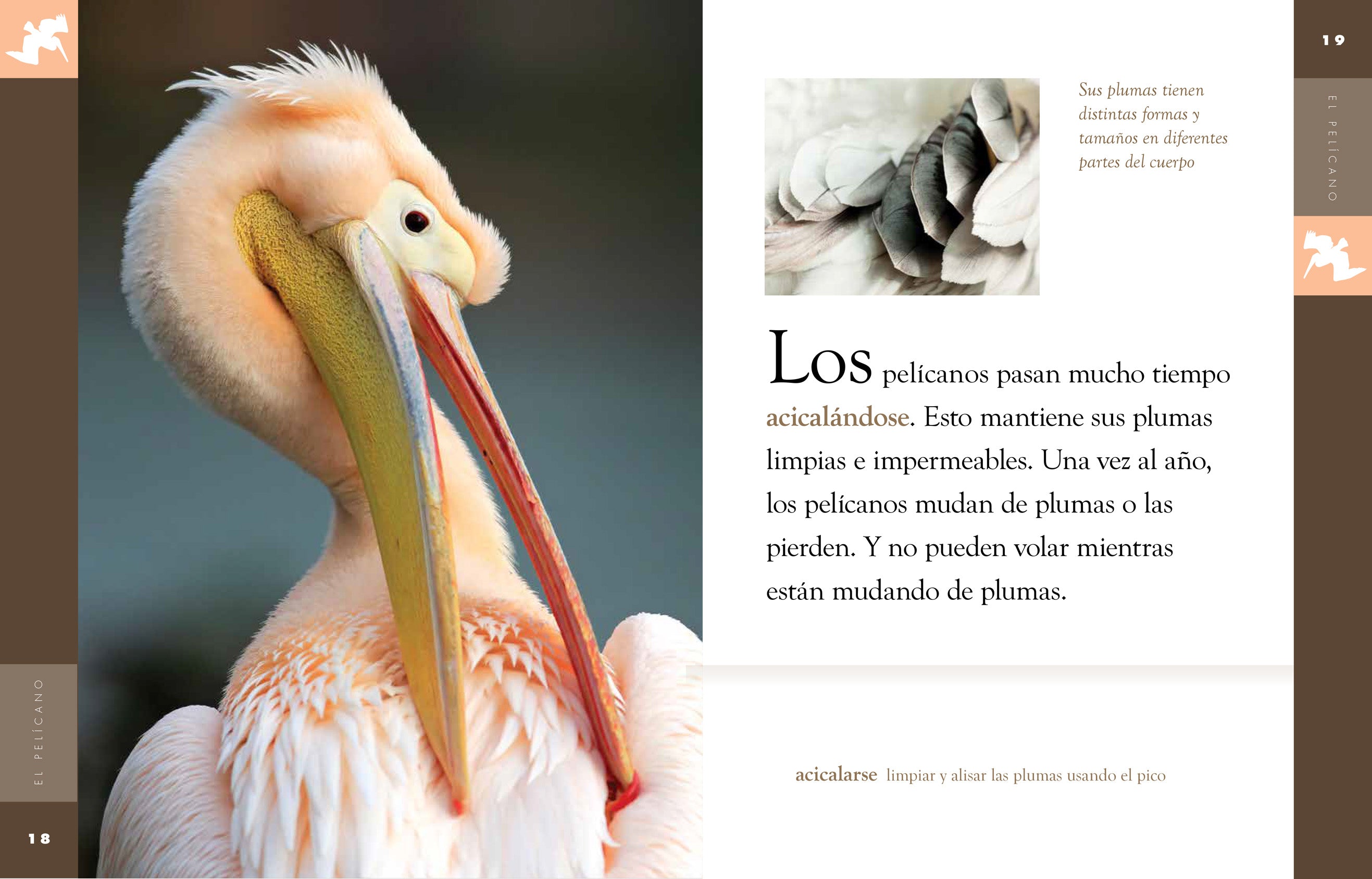 El Pelicano Book 9781640261006 - Perfect for Bird Lovers & Nature Enthusiasts | Great Gift for Readers & Collectors