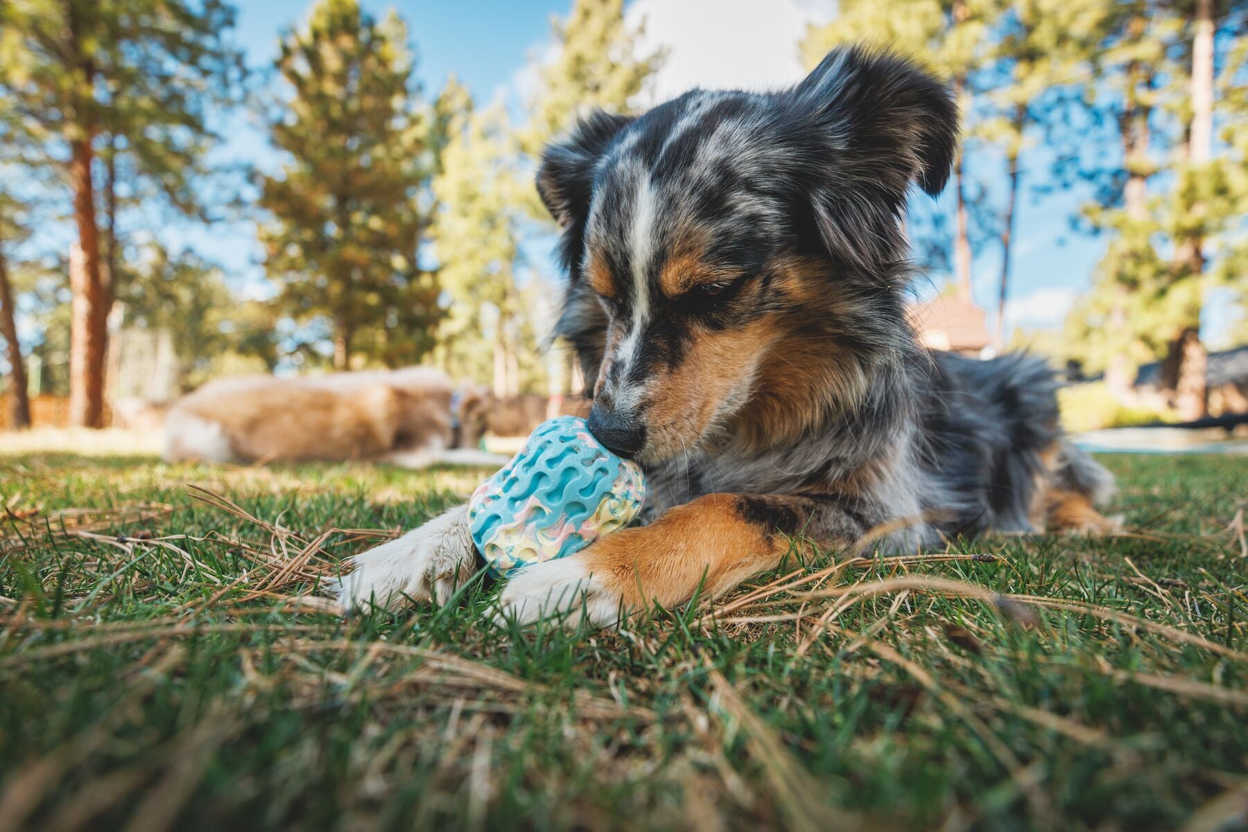 Interactive Dog Puzzle Toy & Treat Dispenser - Morel™ Gray Sky by Ruffwear® | Mental Stimulation & Reward Training for Dogs