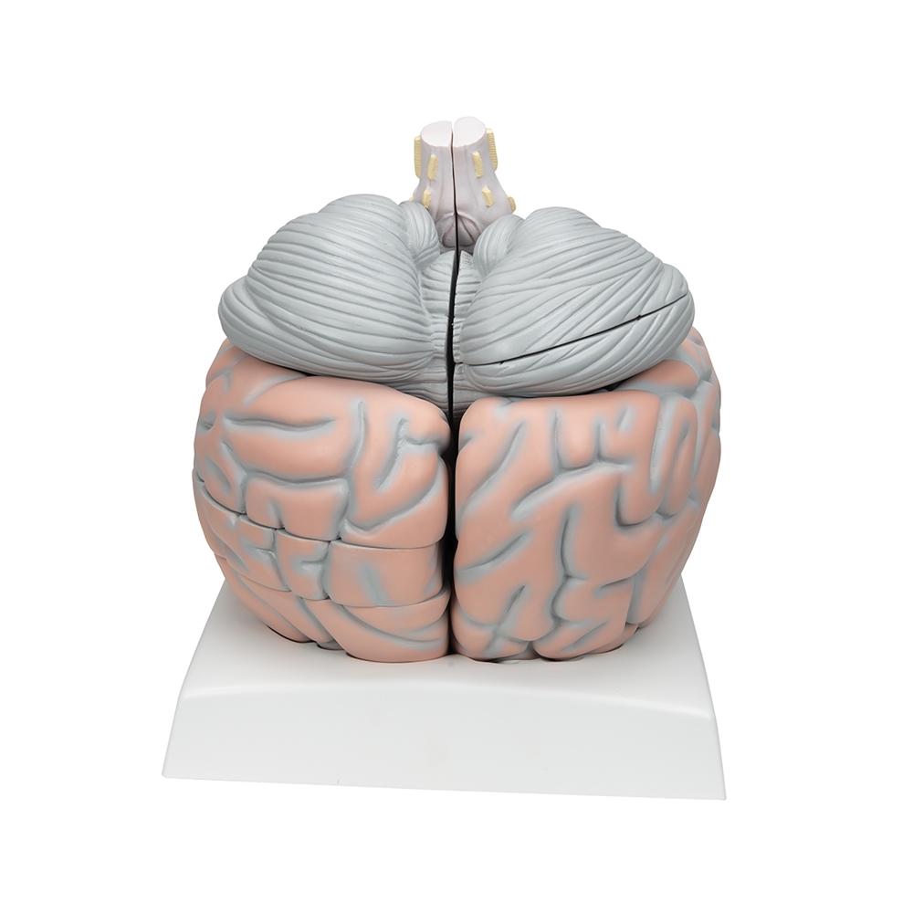 Giant Brain Model - 2.5X Full Size with 14 Detachable Parts | Anatomy Learning Tool for Medical Students & Science Enthusiasts | Perfect for Classroom, Lab & Home Study