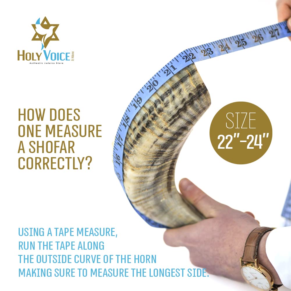 Authentic Handcrafted Kosher Ram Shofar from Israel - 22
