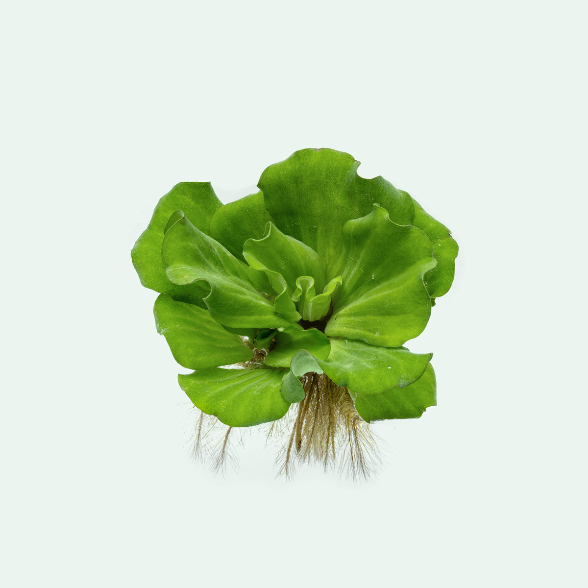Pistia Stratiotes (Water Lettuce) - Floating Aquatic Plant for Ponds, Aquariums & Water Gardens | Natural Water Purifier & Fish Habitat