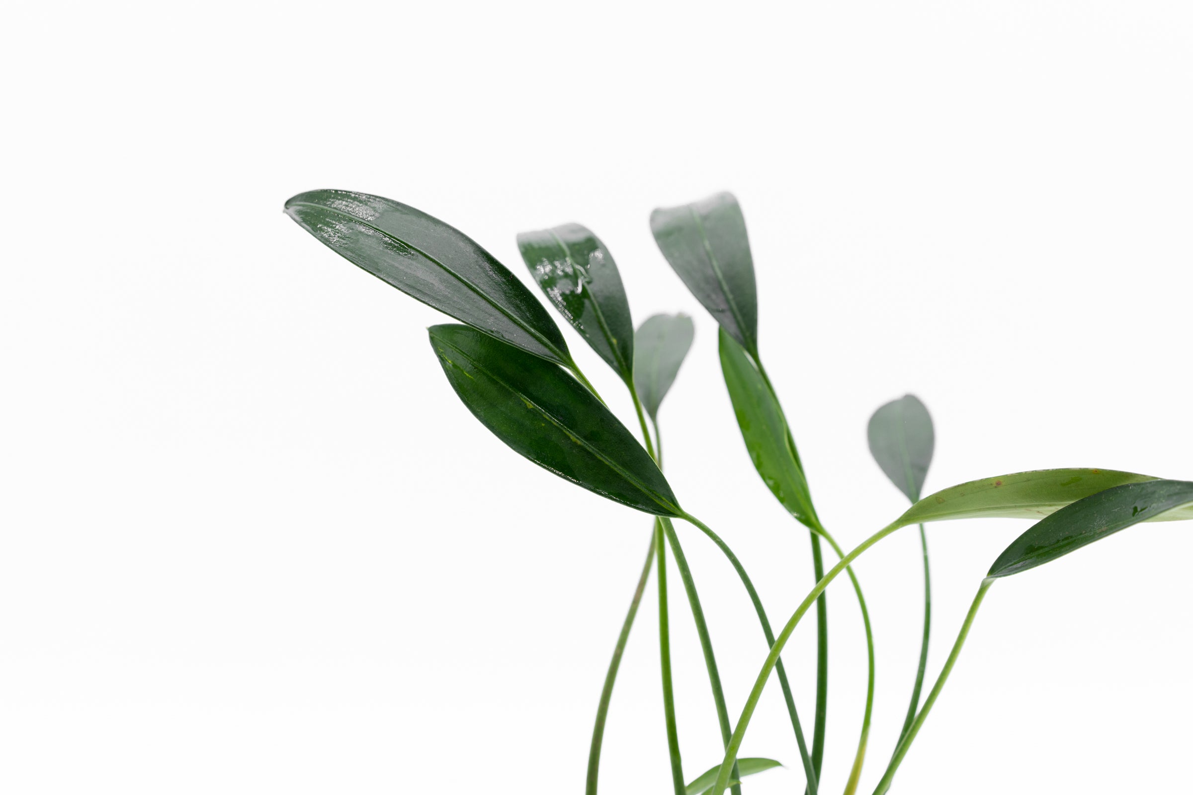 Aridarum Caulescens White Fang - Rare Aquatic Plant for Aquariums and Terrariums | Perfect for Freshwater Tanks, Paludariums & Planted Aquascapes
