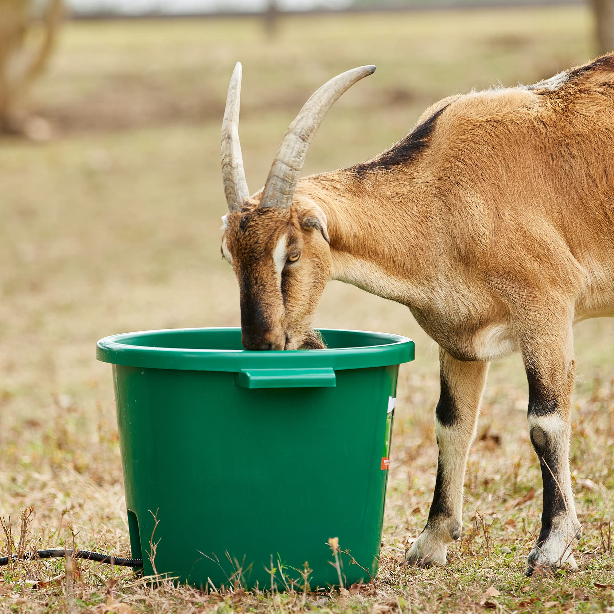 Farm Innovators HT-200 16 Gallon Heated Water Bucket for Livestock & Pets - Green Plastic Tub with Hidden De-Icer Heating Element (2 Pack) - Ideal for Winter Farm Use, Horse Stables, and Outdoor Animal Care