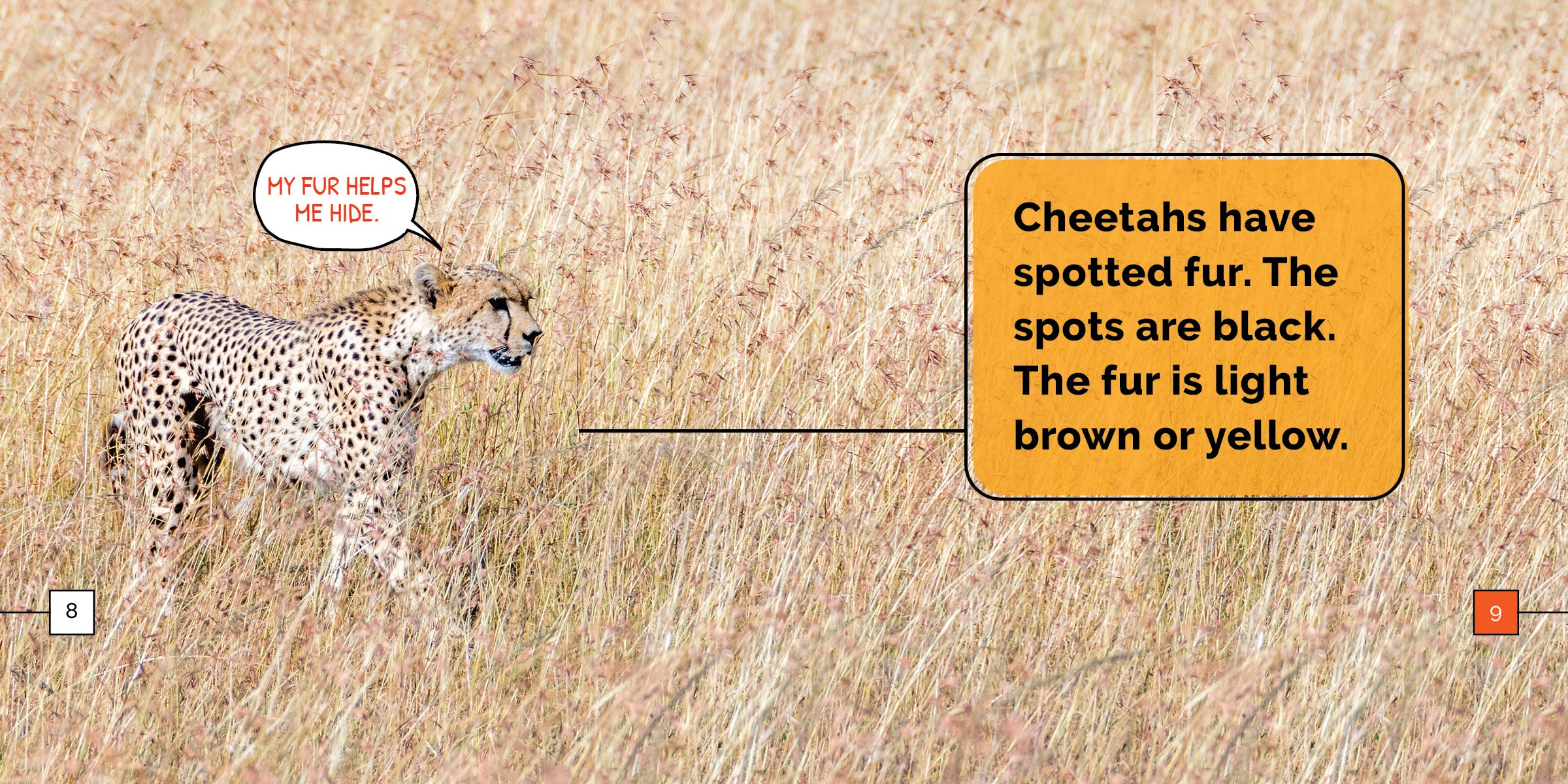 Cheetahs Book 9781640268388 - Wildlife Animal Facts, Photos & Educational Guide for Kids & Adults - Perfect for School Projects, Nature Lovers & Safari Enthusiasts
