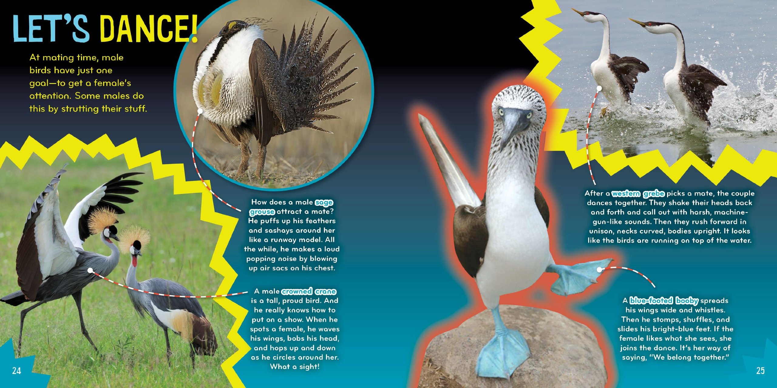 Bird-acious (6) - Fun Science Book for Kids with Interactive Bird-Themed Activities | Perfect for Homeschooling & Classroom Learning